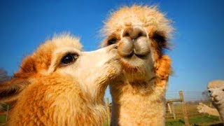 Des lamas mignons et drôles (partie 1)