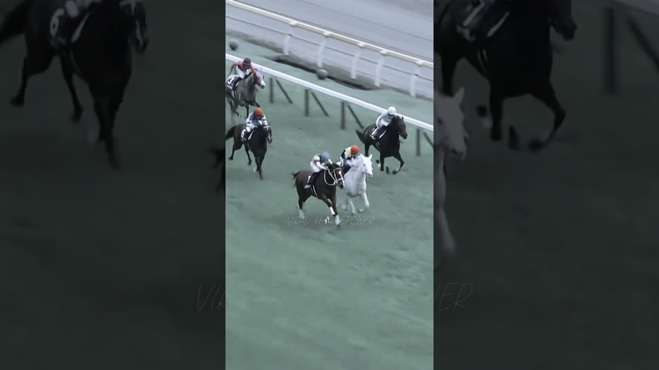 Who's your favorite race horse? /CREDITS: @attheraces ||  #equestrian #horse #edit