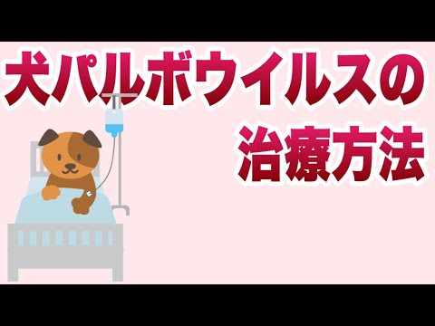 犬パルボウイルス:家庭での治療法