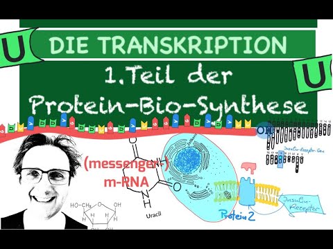 DIE TRANSKRIPTION - 1.Teil der PROTEINBIOSYNTHESE