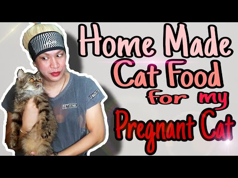 HOW TO MAKE HOME MADE CAT FOOD |MY PREGNANT CAT| VLOG #02 |DANIELA DIVA