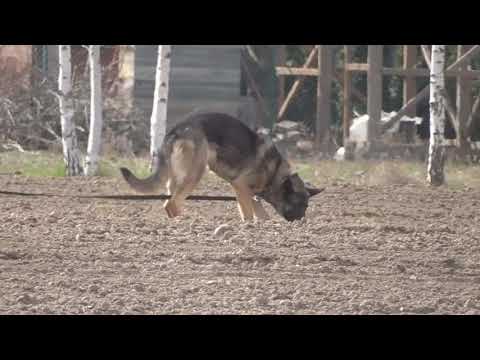 Jessica z Atarova sadu tracking 2019