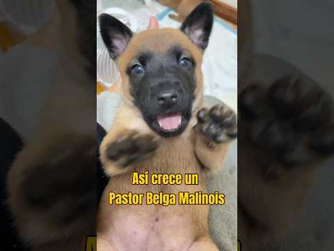This is how a Belgian Malinois grows!