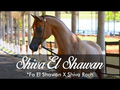 Shiva El Shawan - *Fa El Shawan X Shiva Rach
