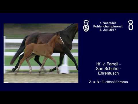 Hf v Farrell  x San Schufro x Ehrentusch 2017