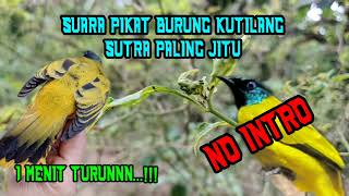 Download lagu suara pikat burung kutilang sutra paling ampuh -1menit Turunnnn!!! mp3 Download lagu suara pikat burung kutilang sutra paling ampuh -1menit Turunnnn!!! mp3