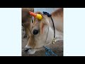 Mattu Pongal 2021 Enge Veetu Mattu Pongal Special 2021 Coimbatore Karango Mattu Pongal In Tamil
