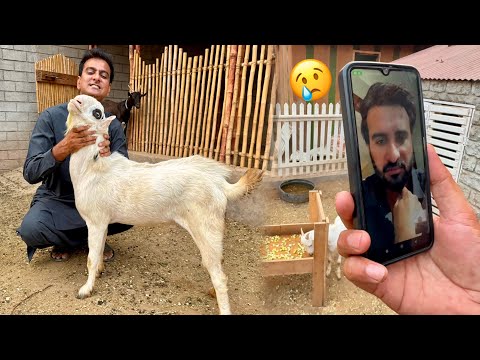 Milo Is No More😭 Kia Wahab Bhiya Ny Milo Ko Zibha kr Diya💔