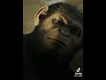 ape not kill ape