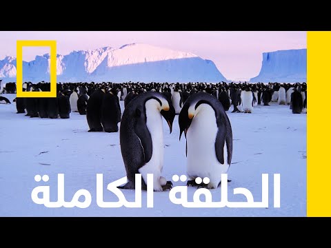 عوالم الجليد القطبيّة | الكوكب المعادي | ناشونال جيوغرافيك أبوظبي