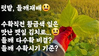 들깨, 수확직전 황금색 잎은 맛난 깻잎김치로...