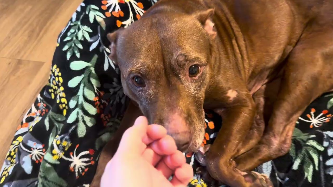 Enlarge Coco 2250, a Adoptable Mixed Breed in LOXAHATCHEE, FL video 6/6