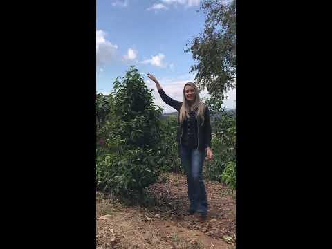 Laurina Variety - One Shot About Coffee #007