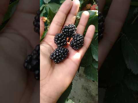 Harvest berry #harvest #trending #youtubeshorts