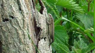 preview picture of video 'Common lizard (Lacerta vivipara) - Wicken Fen'