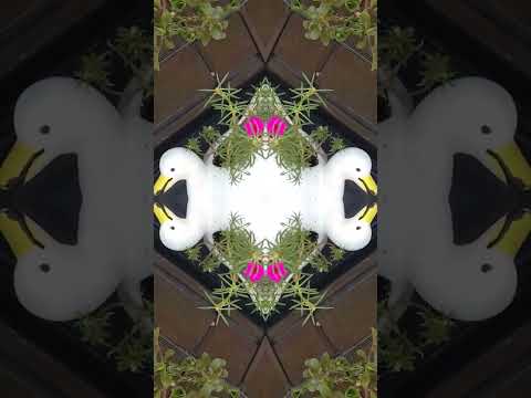 April 20, 2025#varelshorts #flowers #public #varelsong #Rangeela