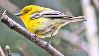 Lucinda Williams - "Prove My Love"