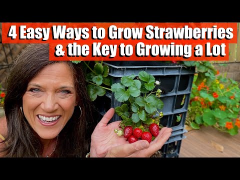 4 Ways to Grow Strawberries & the Key to Growing a Lot