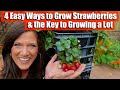 4 Ways To Grow Strawberries The Key To Growing A Lot
