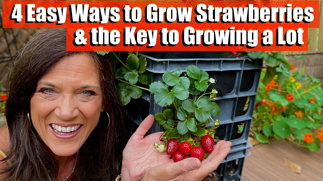 4 Ways to Grow Strawberries & the Key to Growing a Lot