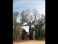 Baobab - protege