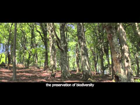 Филм на WWF за българските гори