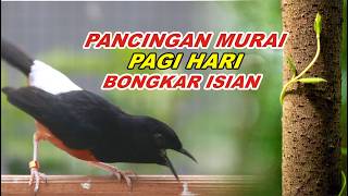 Download lagu 🔴 LIVE 98 - PANCINGAN MURAI BATU MALAM HARI FULL ISIAN TEMBAKAN, AMPUH BUAT MURAI BATU BONGKAR ISIAN mp3