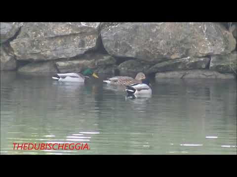 3 MASCHI E UNA FEMMINA DI GERMANO REALE NEL LAGO DI BOVES (CN) VEN. 27 - 12 - 2019