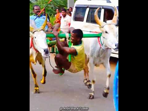 யார்ரா அந்த பையன்💥#inbu#rekla#rekla_race #rekla_race_2022#ரேக்ளாரேஸ்#ரேக்ளா#reklarace#reklarace_2022