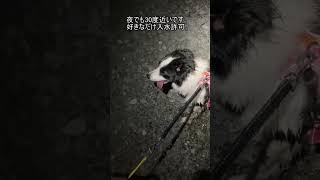 クレアの成長日記99#犬 #犬のいる暮らし #bordercollie #ボーダーコリー #川 #川遊び