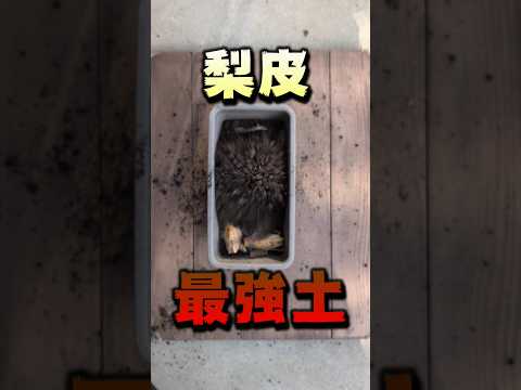 庭の土壌を活性化する理由と方法: 肥沃度を回復するための簡単なステップ  庭園