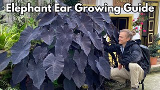 ELEPHANT EAR Care - How to Grow for Lush Plants - Colocasia & Alocasia