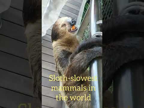 Green planet Dubai - The first indoor Rainforest