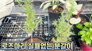 로즈마리 잘 키우는 가장 확실한 방법!! 몸살없는 분갈이, 외목대 빨리 키우기!!