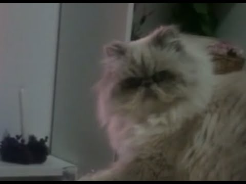 download lagu mp3 mp4 Cat Doesn T Give A Damn, download lagu Cat Doesn T Give A Damn gratis, unduh video klip Cat Doesn T Give A Damn