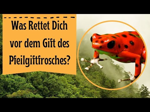 Wie wirkt das Gift der Pfeilgiftfrösche?