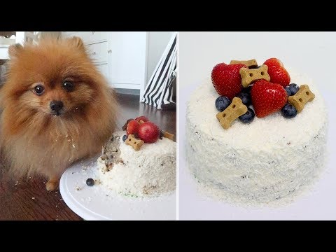 Birthday Cake for Dogs | Beef, Potato, Coconut and...