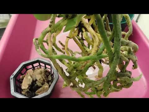 A very easy repot of my NoID phalaenopsis 'Lydia'