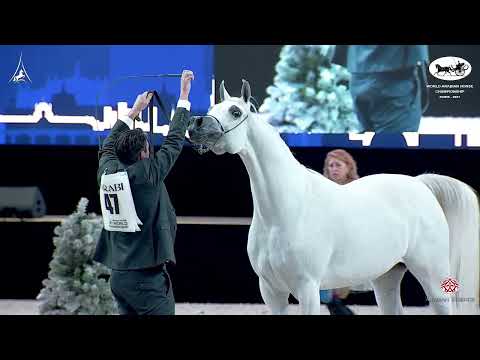 N 47 D FANNANAH   World Arabian Horse Championship 2021   PARIS   Junior Fillies Class 2B