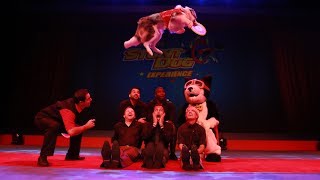 Rockapella &amp; Stunt Dogs at Star-Spangled Summer!