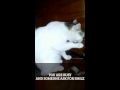Pizza The Cat Made In Romania