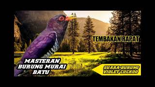 Download lagu 🔴 MASTERAN BURUNG VIOLET CUCKOO 🔴 JERNIH 🔴 mp3 Download lagu 🔴 MASTERAN BURUNG VIOLET CUCKOO 🔴 JERNIH 🔴 mp3