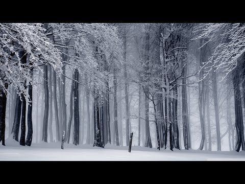 [ES WFF 2] 1/4 Final 4