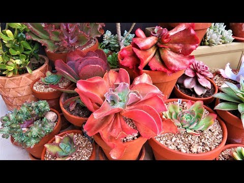 GROW HARDY SUCCULENTS OUTDOORS in HOT SUMMERS & FREEZING WINTERS | Liz Kreate