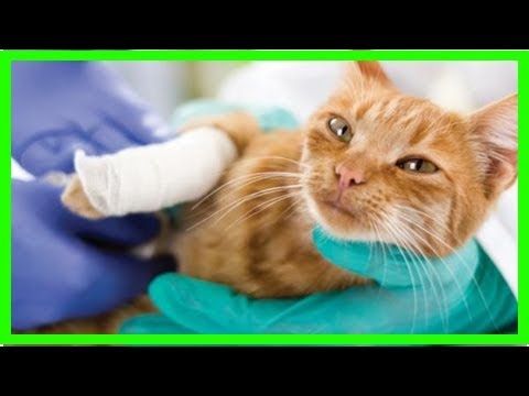 What to do if my cat is limping