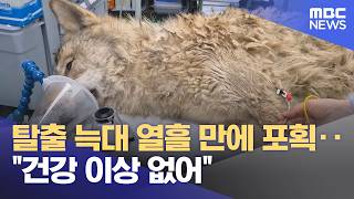 탈출 늑대 열흘 만에 포획‥ 건강 이상 없어 (2026.04.17/930MBC뉴스)