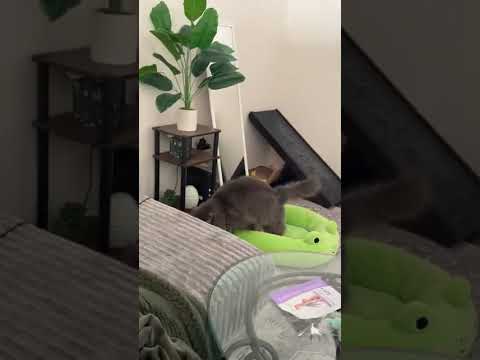When Do You Finally Get to Use the Bed You Bought for Your Pet?