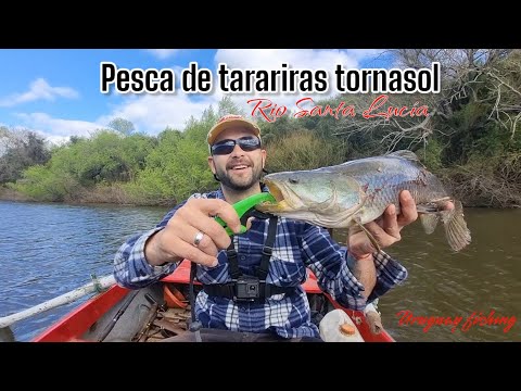 Pesca de Tarariras Tornasol en Río Santa Lucía