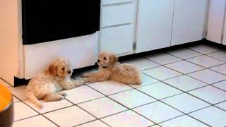 Puppies talking