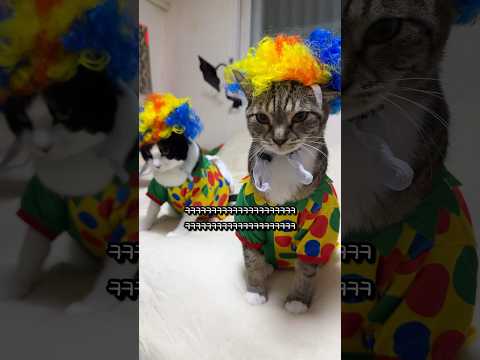 삐에로가 된 고양이